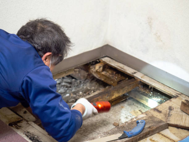 Office Mold Removal Services in Union Park, FL