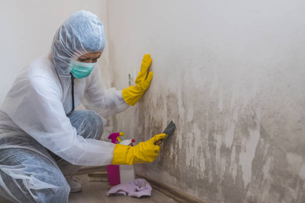 Mold Removal Process in Union Park, FL