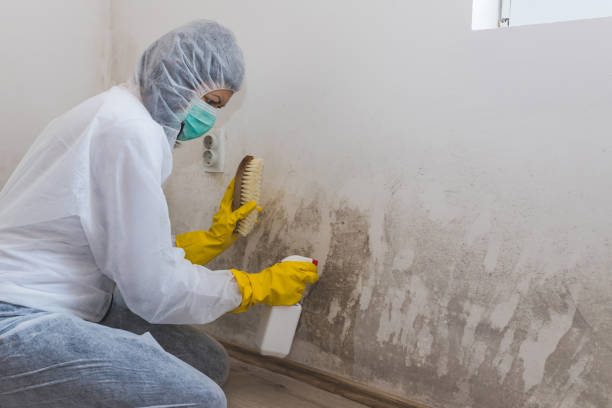 Professional Mold Removal in Union Park, FL