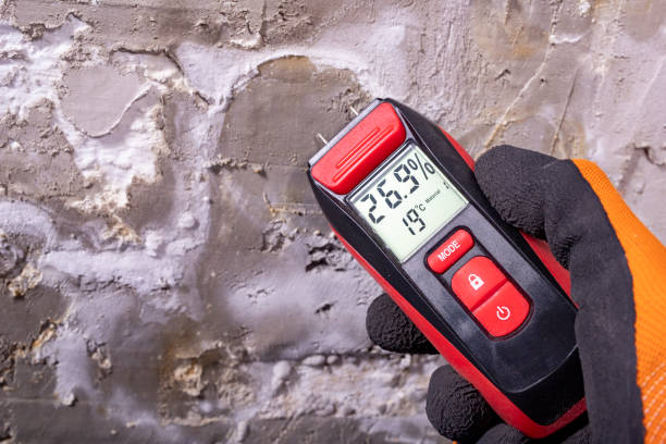 Best Fast Mold Removal  in Union Park, FL