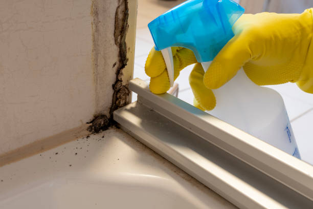 Best Best Mold Removal Companies  in Union Park, FL