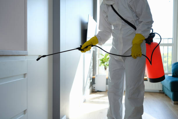 Best Affordable Mold Removal  in Union Park, FL