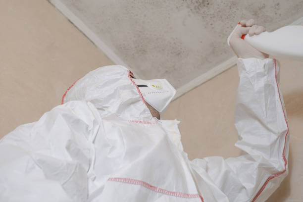 Best Mold Remediation  in Union Park, FL