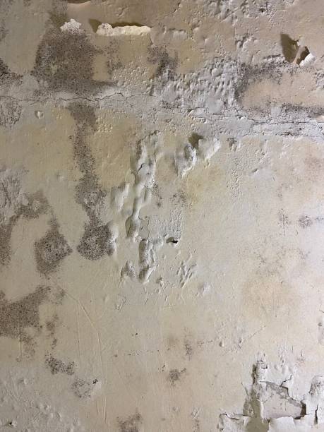 Best Mold Remediation Services  in Union Park, FL