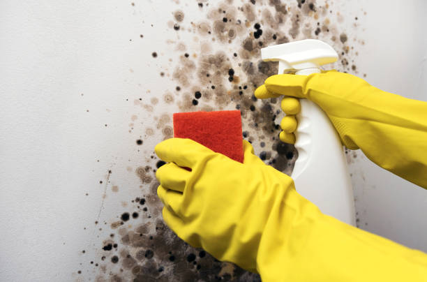 Best Emergency Mold Removal  in Union Park, FL