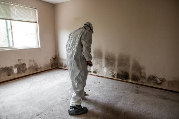 Best Crawl Space Mold Removal  in Union Park, FL