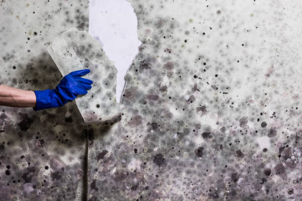 Best Local Mold Removal Service  in Union Park, FL
