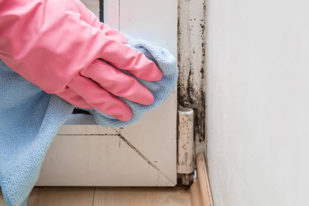 Best Toxic Mold Removal  in Union Park, FL