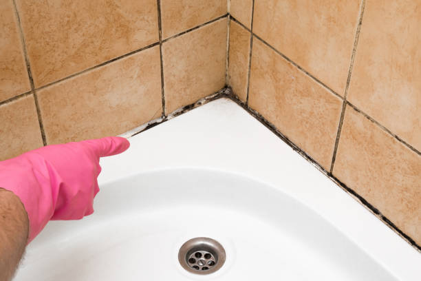 Best Same-Day Mold Removal  in Union Park, FL