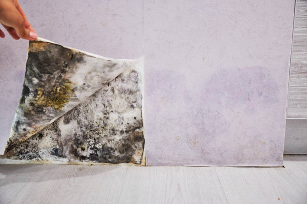 Best Certified Mold Removal  in Union Park, FL